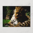 Search for zoo leopard postcards Spots