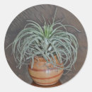 Search for air plant stickers Jungle