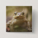 Search for toad badges Wildlife