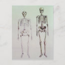 Search for australopithecus Evolution