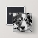 Search for border collie dog badges Pet