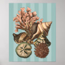 Search for sea life posters Conch seashell