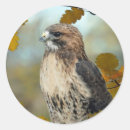 Search for red tail stickers Wildlife