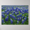 Search for bluebonnets posters Wildflower