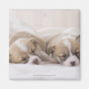 Search for sleeping magnets Babies