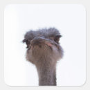 Search for funny ostrich stickers Cute