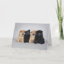 Search for cute chow chow cards Funny