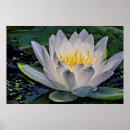 Search for white lotus flower posters Floral