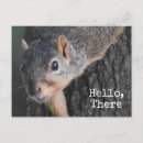 Search for cute squirrel pictures postcards Animals
