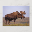 Search for ungulates postcards Herbivore