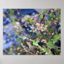 Search for weed posters Plants