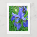 Search for blue iris postcards Photography
