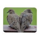 Search for mourning dove Mourning doves