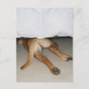 Search for dog bed postcards Indoors