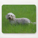 Search for dachshund picture electronics Bob and pam langrish