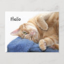 Search for kitty face postcards Animal