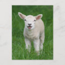 Search for cute baby animals postcards Sheep
