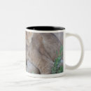 Search for lion cub mugs Animals in the wild