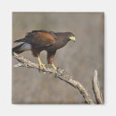 Search for raptors magnets Bird