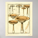 Search for fungus art Mushrooms