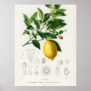 Search for citrus fruit art posters Fruits