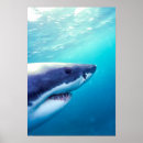 Search for jaws posters Wildlife