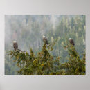 Search for eagle in winter art Bird