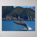 Search for humpback whale posters Wildlife