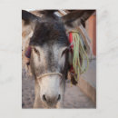 Search for load postcards Animal