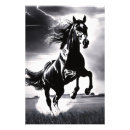 Search for stud horse Equine