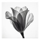 Search for black and white flowers posters Tulip
