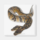 Search for python magnets Animal