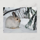 Search for snowshoe hare postcards Winter