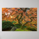 Search for maple trees posters Garden