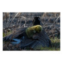 Search for canada goose posters Wildlife