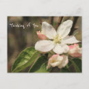 Search for apple blossoms postcards Nature photography