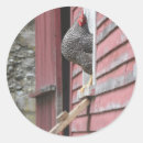 Search for chicken coop stickers Hen