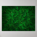 Search for medicinal herbs posters Botanical