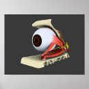 Search for greys anatomy posters Conjunctiva
