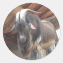 Search for big horn stickers Goat