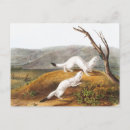Search for weasels postcards Wildlife