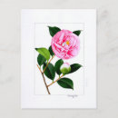 Search for camellia postcards Botanical illustration