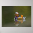 Search for wild duck posters Male