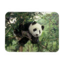 Search for panda magnets Cub