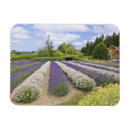 Search for haze magnets Purple