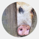 Search for round pig stickers Humour
