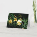 Search for daylilies cards Photography