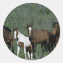 Search for mustang horse stickers Equestrian