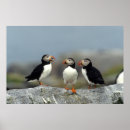 Search for atlantic puffin posters Wildlife