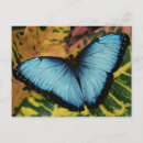 Search for morpho postcards Insect